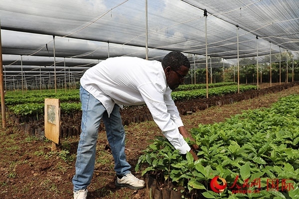 農場協(xié)調員艾哈邁德·耶曼正在檢查咖啡幼苗。人民網(wǎng)記者 沈小曉攝