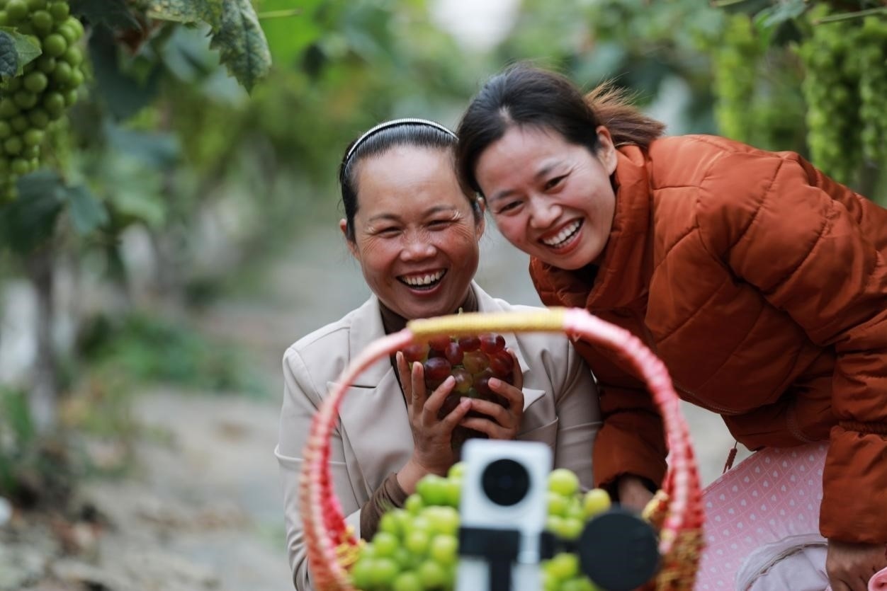 2024年10月6日，果農(nóng)在貴州省黔西市金碧鎮(zhèn)新蘭村葡萄園里進(jìn)行直播銷(xiāo)售。來(lái)源：人民圖片