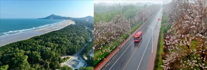 拼版照片：左圖為位于東山縣金鑾灣沿岸的木麻黃防護林帶（無人機照片，新華社記者 姜克紅 攝）；右圖為2021年4月20日在蘭考縣焦裕祿干部學(xué)院附近拍攝的泡桐花（無人機照片，新華社記者 郝源 攝）。