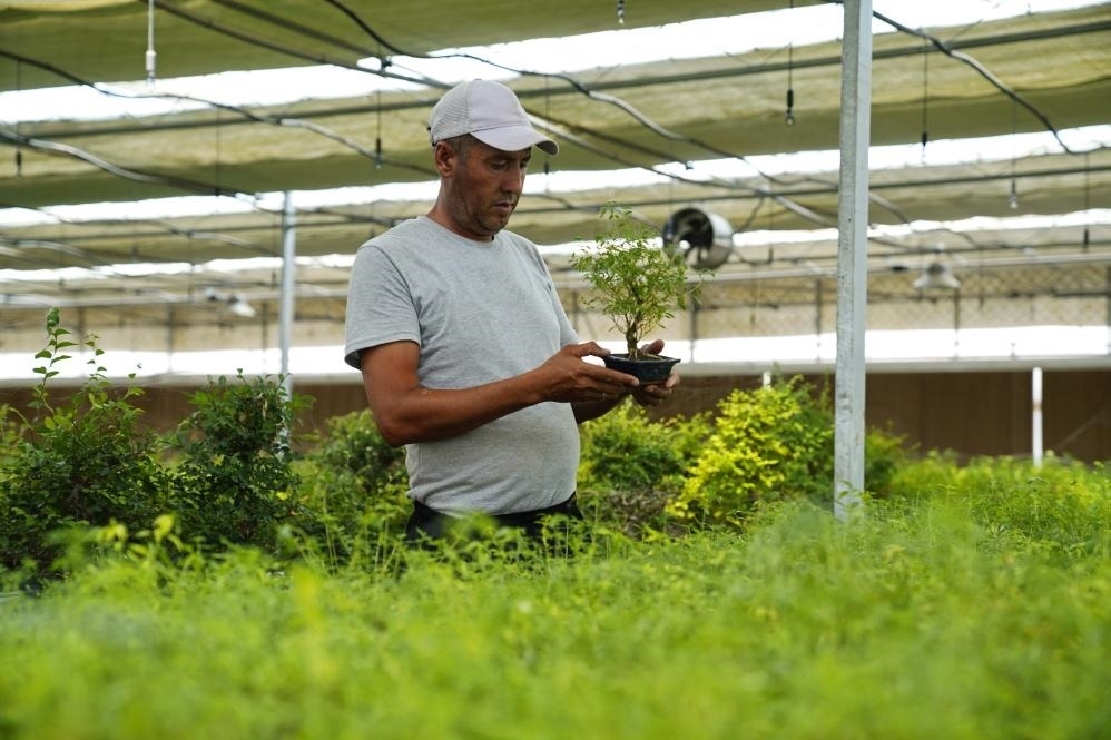 7月28日，在烏茲別克斯坦錫爾河州的上合組織農(nóng)業(yè)基地中烏現(xiàn)代農(nóng)業(yè)科技示范園，工作人員檢查盆栽植物。新華社發(fā)（扎法爾攝）