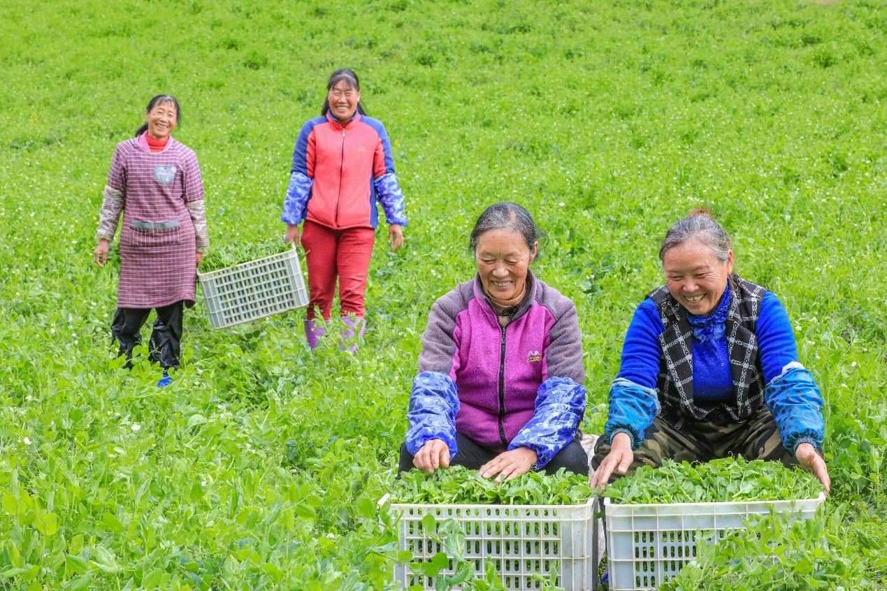在四川省阿壩藏族羌族自治州馬爾康市馬爾康鎮(zhèn)納足村，當季蔬菜喜獲豐收，群眾正在忙著采收、裝箱供應市場。來源：人民圖片