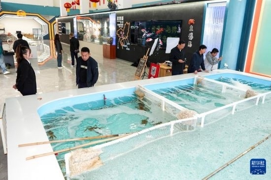 9月20日，游客在吉林省琿春市的帝王蟹保稅店內(nèi)選購帝王蟹。新華社記者 許暢 攝