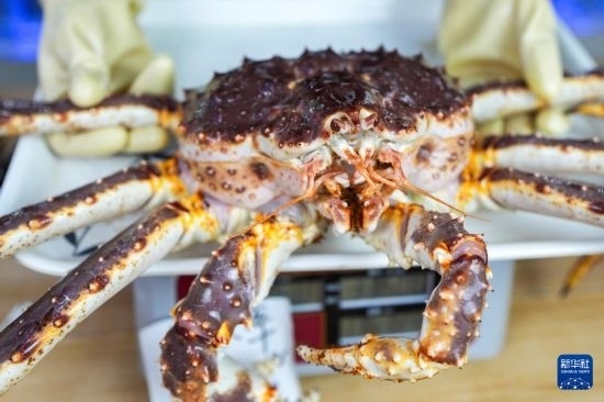 這是9月20日在吉林省琿春市的東北亞跨境電商產(chǎn)業(yè)園內(nèi)的帝王蟹保稅店拍攝的帝王蟹。新華社記者 許暢 攝