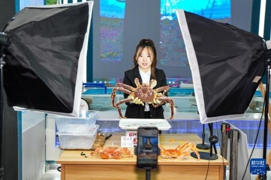 9月20日，在吉林省琿春市的帝王蟹保稅店內(nèi)，工作人員進(jìn)行網(wǎng)絡(luò)直播售賣帝王蟹。新華社記者 許暢 攝