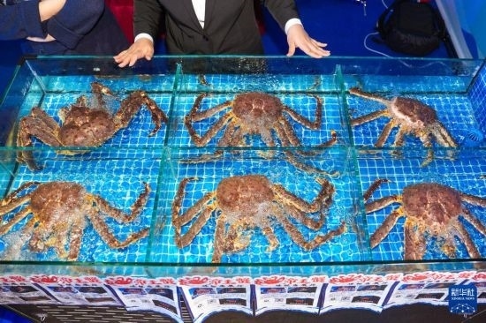 這是9月19日拍攝的吉林省琿春市一商家所售賣的帝王蟹。新華社記者 許暢 攝