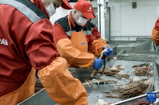 俄羅斯蟹業(yè)集團(tuán)的工作人員在生產(chǎn)線上加工產(chǎn)品（資料照片）。新華社發(fā)（俄羅斯蟹業(yè)集團(tuán)供圖）