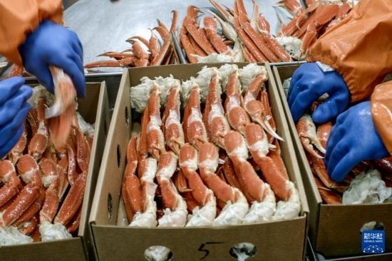 俄羅斯蟹業(yè)集團(tuán)的工作人員在生產(chǎn)線上加工產(chǎn)品（資料照片）。新華社發(fā)（俄羅斯蟹業(yè)集團(tuán)供圖）