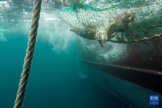 這是俄羅斯蟹業(yè)集團(tuán)的捕撈船進(jìn)行遠(yuǎn)洋捕撈的資料照片。新華社發(fā)（俄羅斯蟹業(yè)集團(tuán)供圖）