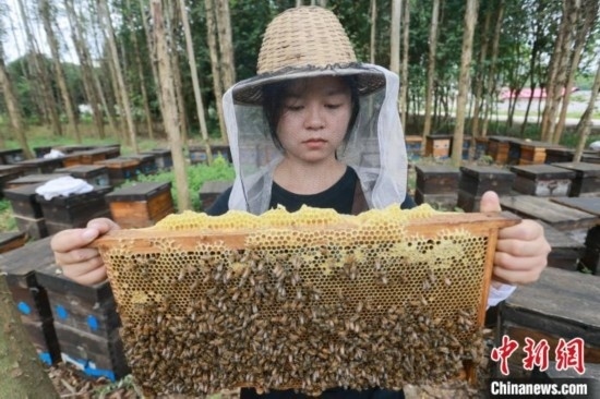 吳素英查看蜂蜜產(chǎn)蜜情況。湯曉逵 攝