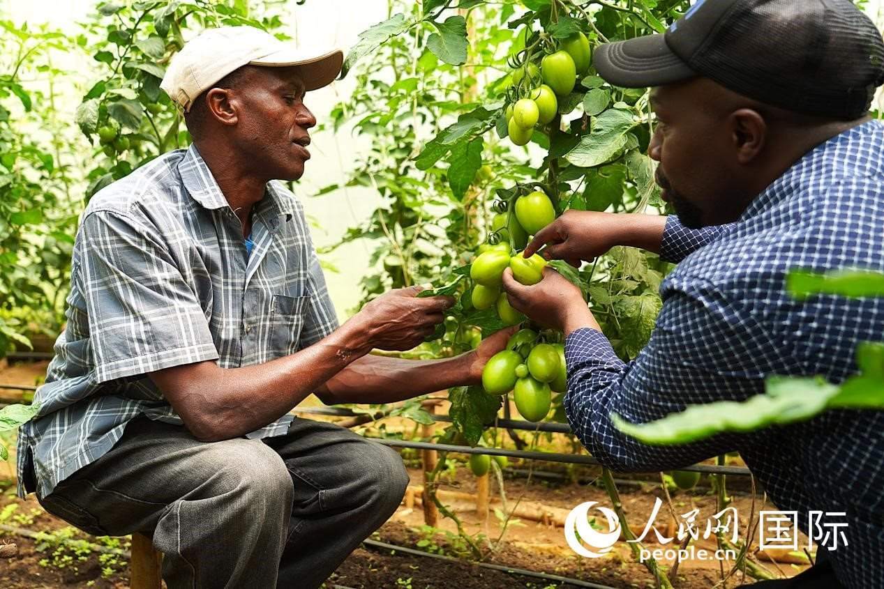 肯尼亞納庫魯郡，埃格頓大學園藝學專家史蒂芬·吉藤古在溫室大棚里指導當?shù)剞r(nóng)民喬納·卡蘭賈種植番茄。人民網(wǎng)記者 黃煒鑫攝