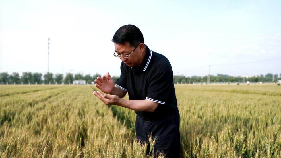 張福鎖在曲周查看小麥長勢。受訪者供圖