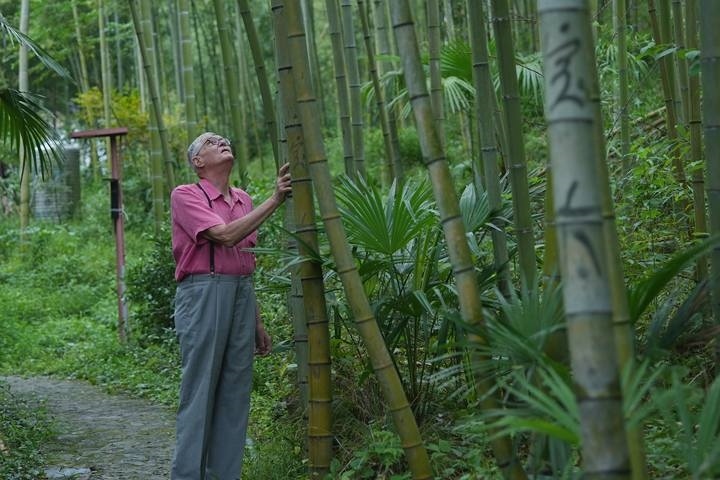 奈斯在莫干山的竹林里散步。