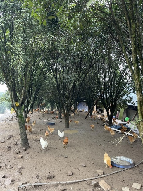 桂花林里的桂飛雞。劉軍國攝