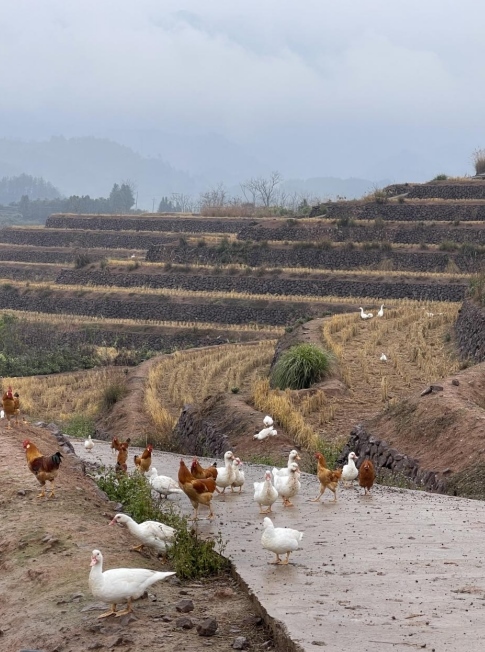 樨鄉(xiāng)記生態(tài)農(nóng)莊一隅。劉軍國攝