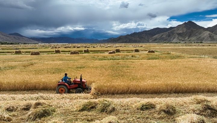 2024年9月10日在西藏日喀則市白朗縣巴扎鄉(xiāng)拍攝的秋收場景（無人機照片）。新華社記者 晉美多吉 攝