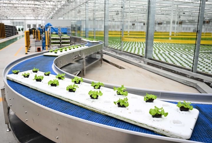 2024年12月12日在內(nèi)蒙古鄂爾多斯市達拉特旗內(nèi)蒙古現(xiàn)代數(shù)字農(nóng)業(yè)科技產(chǎn)業(yè)園拍攝的生菜苗。 新華社記者 貝赫 攝