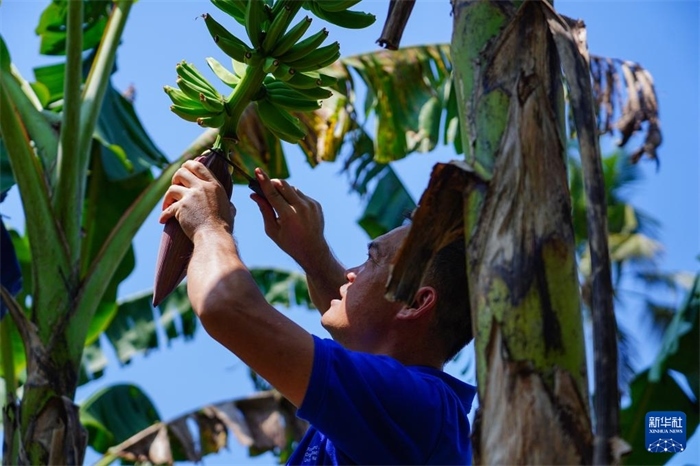 12月23日，中國(guó)熱帶農(nóng)業(yè)科學(xué)院專家趙增賢在斯里蘭卡馬坎杜拉為當(dāng)?shù)剞r(nóng)戶做技術(shù)示范。新華社記者 陳冬書 攝