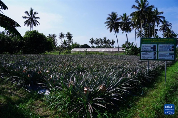 這是12月23日在斯里蘭卡馬坎杜拉拍攝的中國(guó)技術(shù)試驗(yàn)田菠蘿田。新華社記者 陳冬書 攝