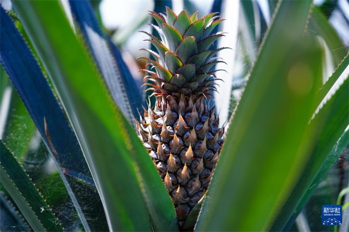 這是12月23日在斯里蘭卡馬坎杜拉拍攝的中國(guó)技術(shù)試驗(yàn)田里的菠蘿。新華社記者 陳冬書 攝