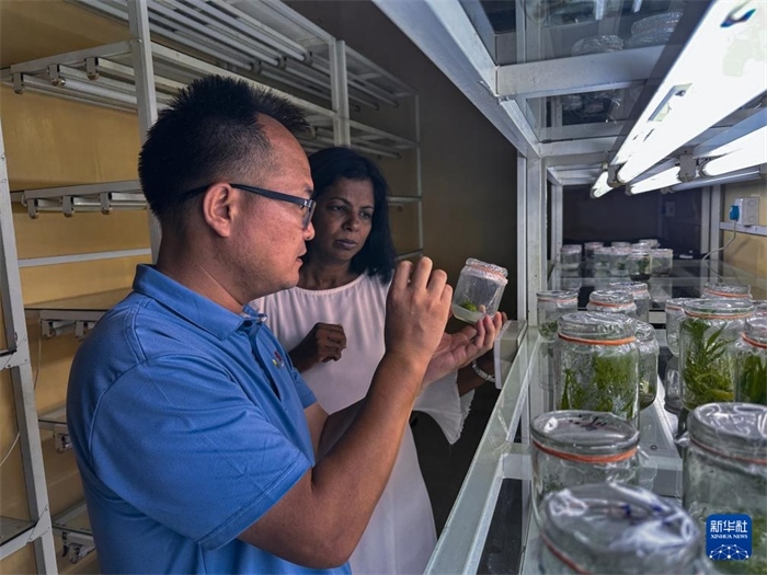 12月23日，在斯里蘭卡馬坎杜拉，中國(guó)專家與斯里蘭卡馬坎杜拉可持續(xù)農(nóng)業(yè)與發(fā)展研究中心主任達(dá)莎妮·賈亞曼納交流。新華社發(fā)（中國(guó)、聯(lián)合國(guó)糧農(nóng)組織與斯里蘭卡南南合作項(xiàng)目專家組供圖）