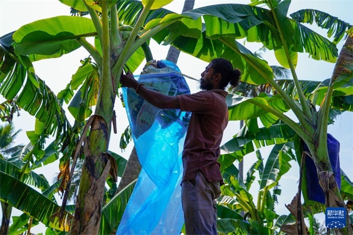 12月23日，在斯里蘭卡馬坎杜拉，農(nóng)民在香蕉試驗(yàn)田里學(xué)習(xí)套袋技術(shù)。新華社記者 陳冬書 攝