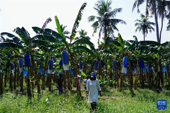 12月23日，在斯里蘭卡馬坎杜拉，農(nóng)民走過(guò)中國(guó)技術(shù)試驗(yàn)田香蕉田。新華社記者 陳冬書 攝