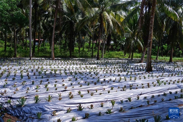這是12月23日在斯里蘭卡馬坎杜拉拍攝的農(nóng)民里尚·普爾納的菠蘿田。新華社記者 陳冬書 攝