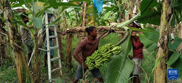 12月28日，在斯里蘭卡馬坎杜拉，當(dāng)?shù)剞r(nóng)民收獲香蕉。新華社發(fā)（中國(guó)、聯(lián)合國(guó)糧農(nóng)組織與斯里蘭卡南南合作項(xiàng)目專家組供圖）
