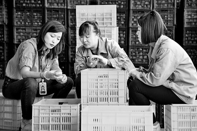 為拓展柿子產(chǎn)業(yè)發(fā)展新途徑，在陜西富平淡村鎮(zhèn)，歸國留學(xué)生王薇參與創(chuàng)建了一座柿酒酒莊。新華社發(fā)