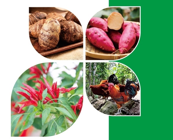 天等縣名特優(yōu)農(nóng)產(chǎn)品。主辦方供圖