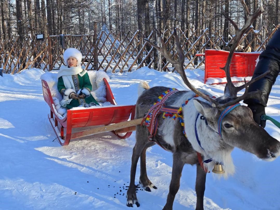 游客體驗(yàn)馴鹿拉雪橇。人民網(wǎng)記者 苗陽(yáng)攝