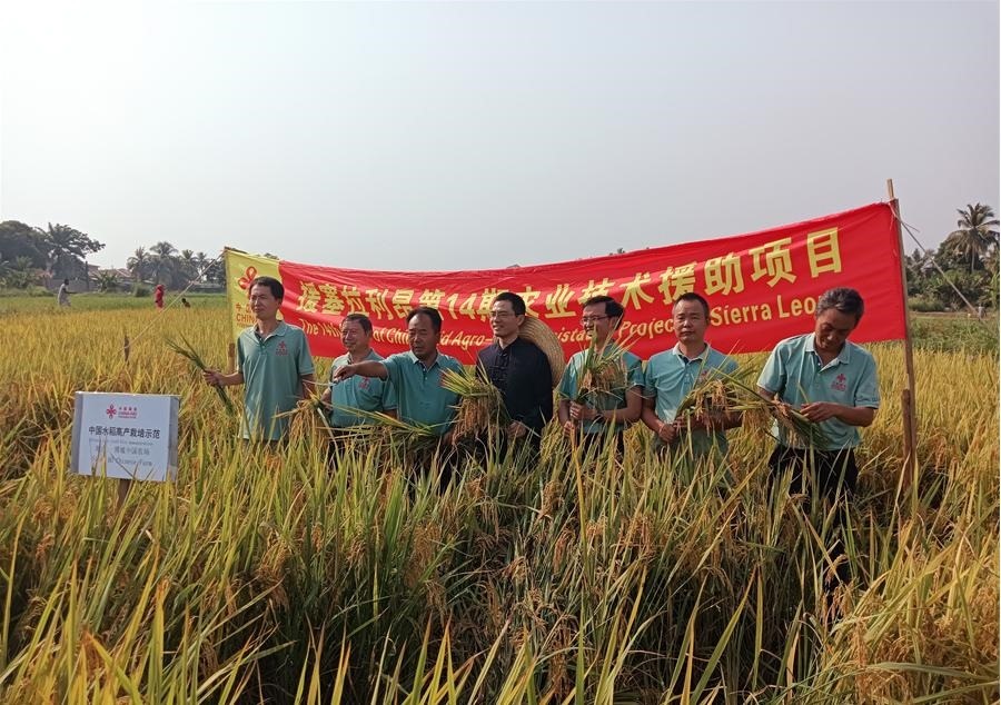 中國駐塞拉利昂大使王擎和援塞農業(yè)專家組合影。中國援塞農業(yè)專家組供圖