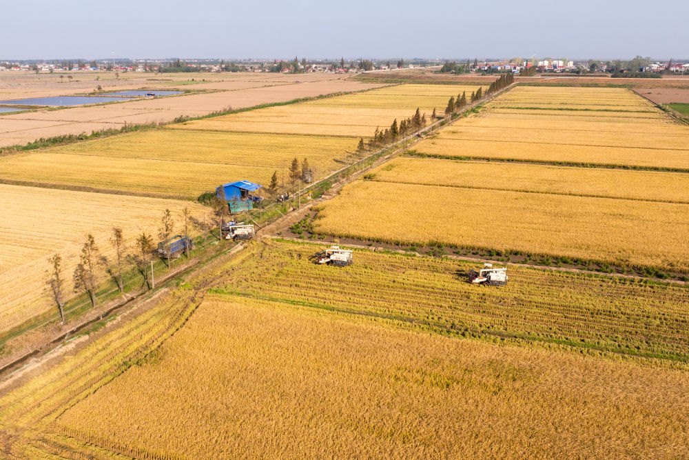 2024年11月1日，在湖南華容縣團(tuán)洲垸，村民駕駛收割機(jī)收獲水稻（無人機(jī)照片）。新華社記者陳思汗 攝