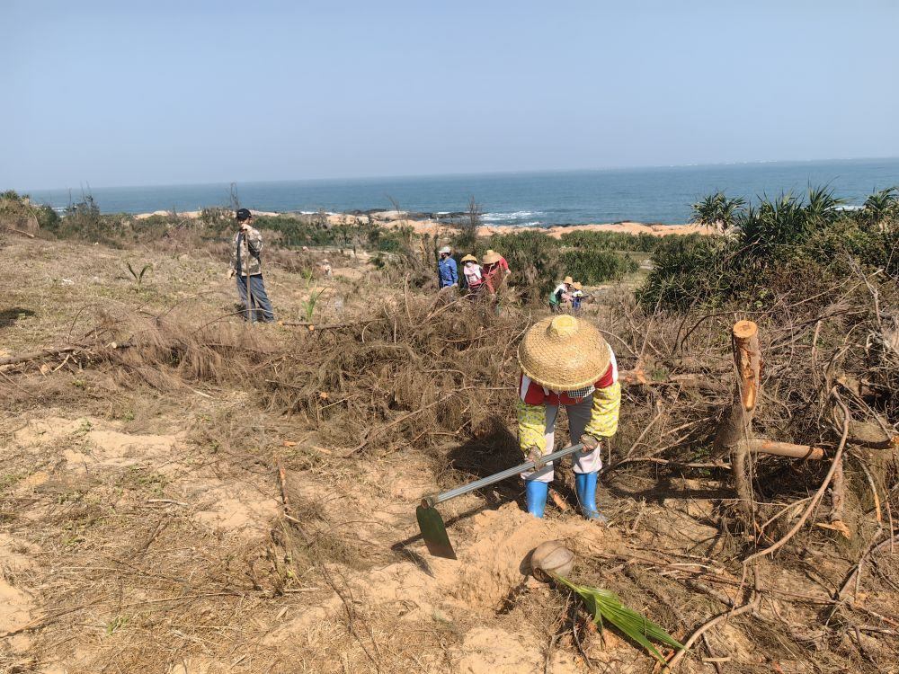2025年1月19日，在海南文昌市，工人正在修復(fù)海岸防風(fēng)林。新華社記者吳茂輝 攝
