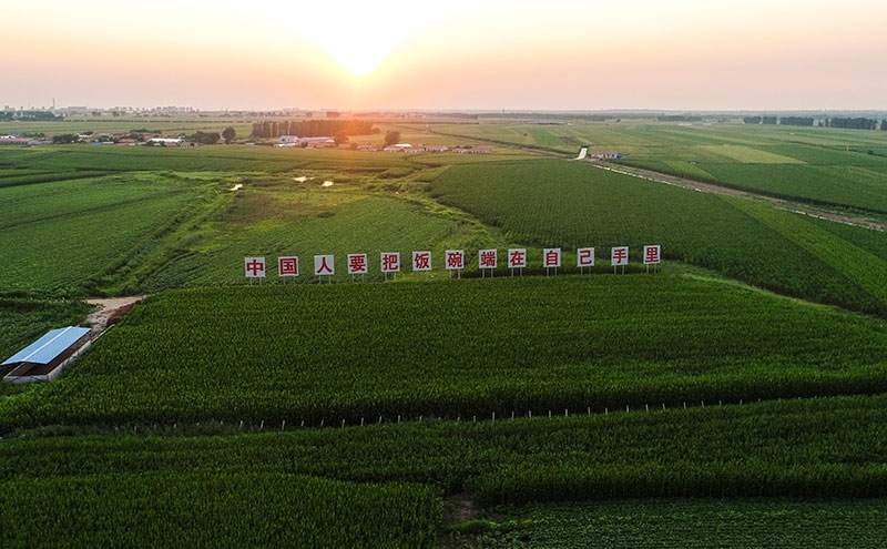 2020年7月23日拍攝的吉林省梨樹縣國家百萬畝綠色食品原料（玉米）標準化生產(chǎn)基地核心示范區(qū)（無人機照片）。新華社記者 許暢 攝