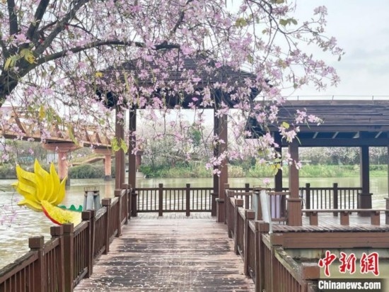 3月7日，廣州海珠國家濕地公園宮粉紫荊花海吸引游人。中新社記者 許青青 攝