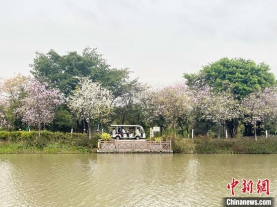 3月7日，廣州海珠國家濕地公園宮粉紫荊花海吸引游人。中新社記者 許青青 攝