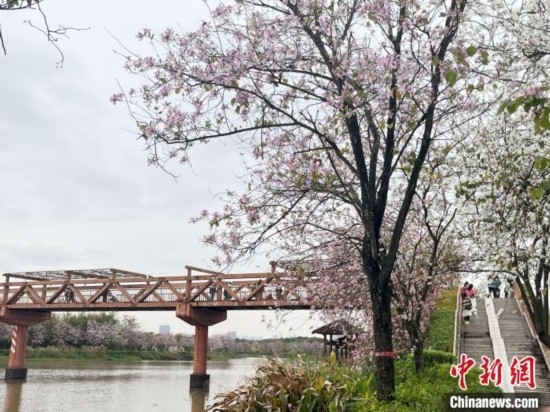 3月7日，廣州海珠國家濕地公園宮粉紫荊花海吸引游人。中新社記者 許青青 攝