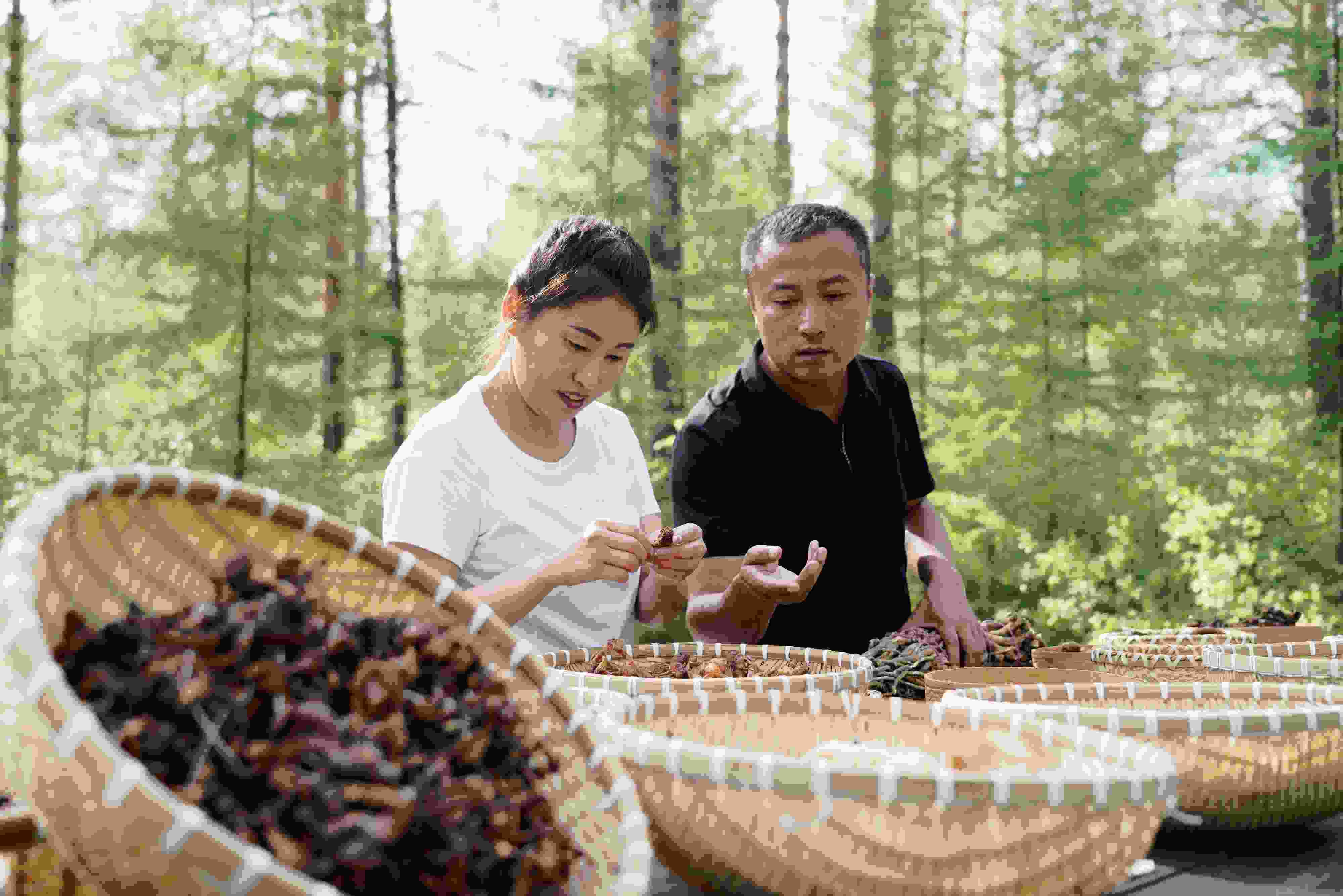 2024年8月6日，黑龍江漠河林場員工正在分揀采集來的林下產品。