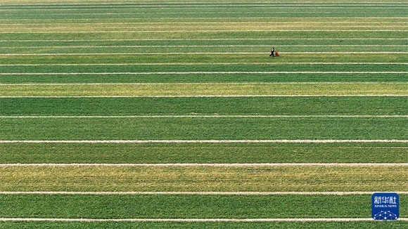 3月14日，在菏澤市鄆城縣潘渡鎮(zhèn)，農(nóng)民在麥田里施肥（無人機(jī)照片）。