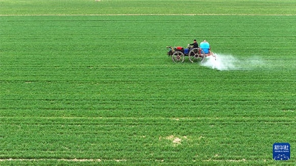 3月14日，在菏澤市鄆城縣郭屯鎮(zhèn)，農(nóng)民在麥田里噴灑除草劑（無人機(jī)照片）。