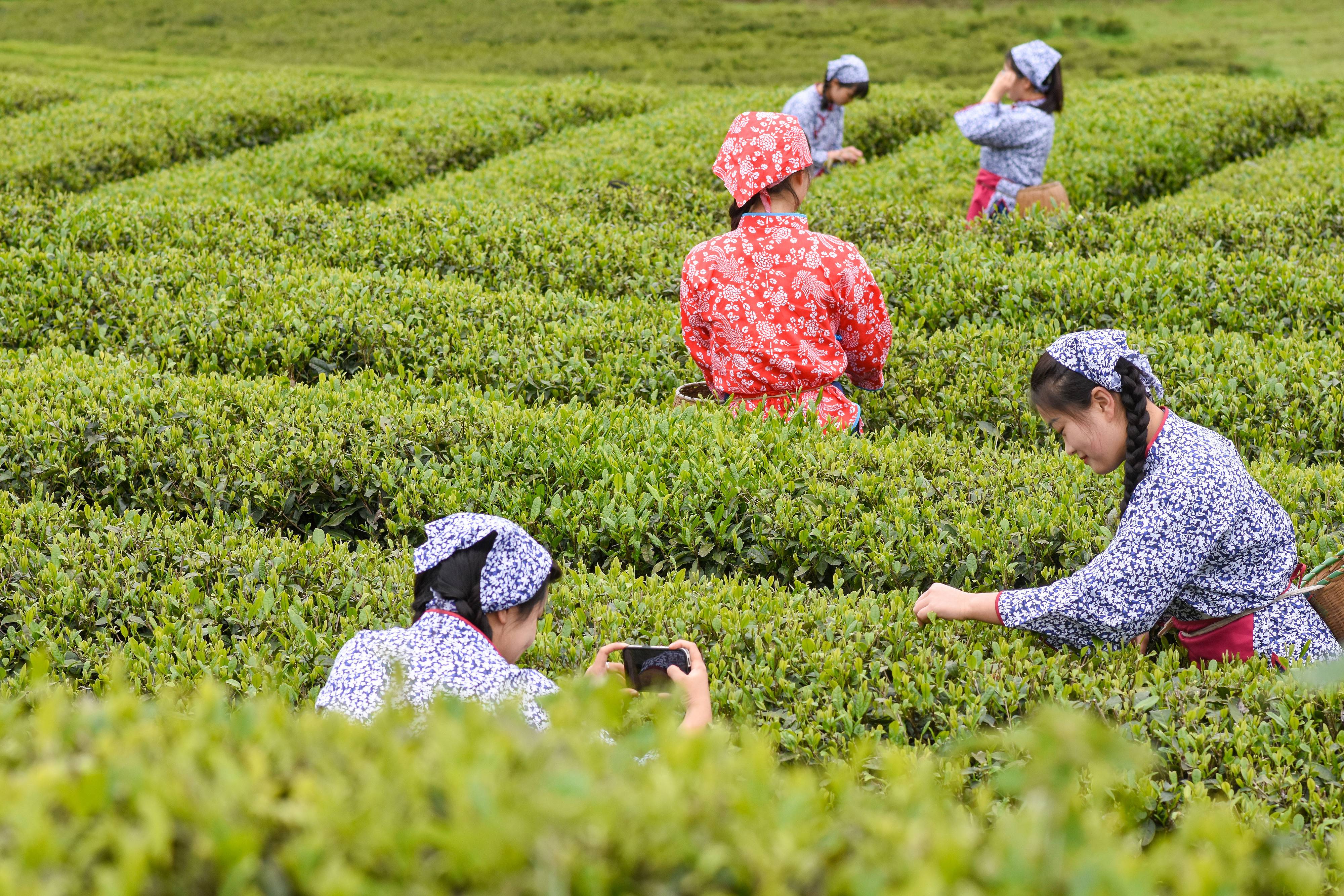 2023年4月6日，游客在貴州省銅仁市江口縣怒溪鎮(zhèn)駱象村生態(tài)茶園體驗采茶樂趣。