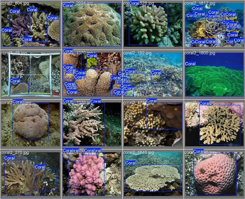 南海珊瑚識別。阿里云供圖