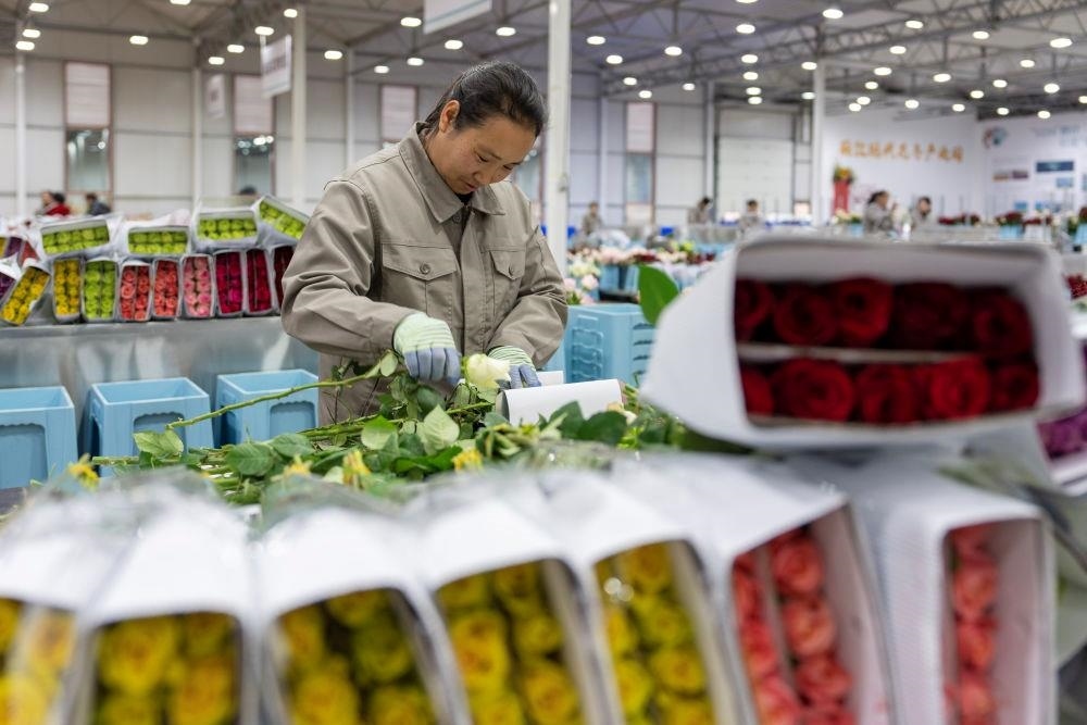 △近日，工作人員在云南麗江現(xiàn)代花卉產(chǎn)業(yè)園包裝鮮花。