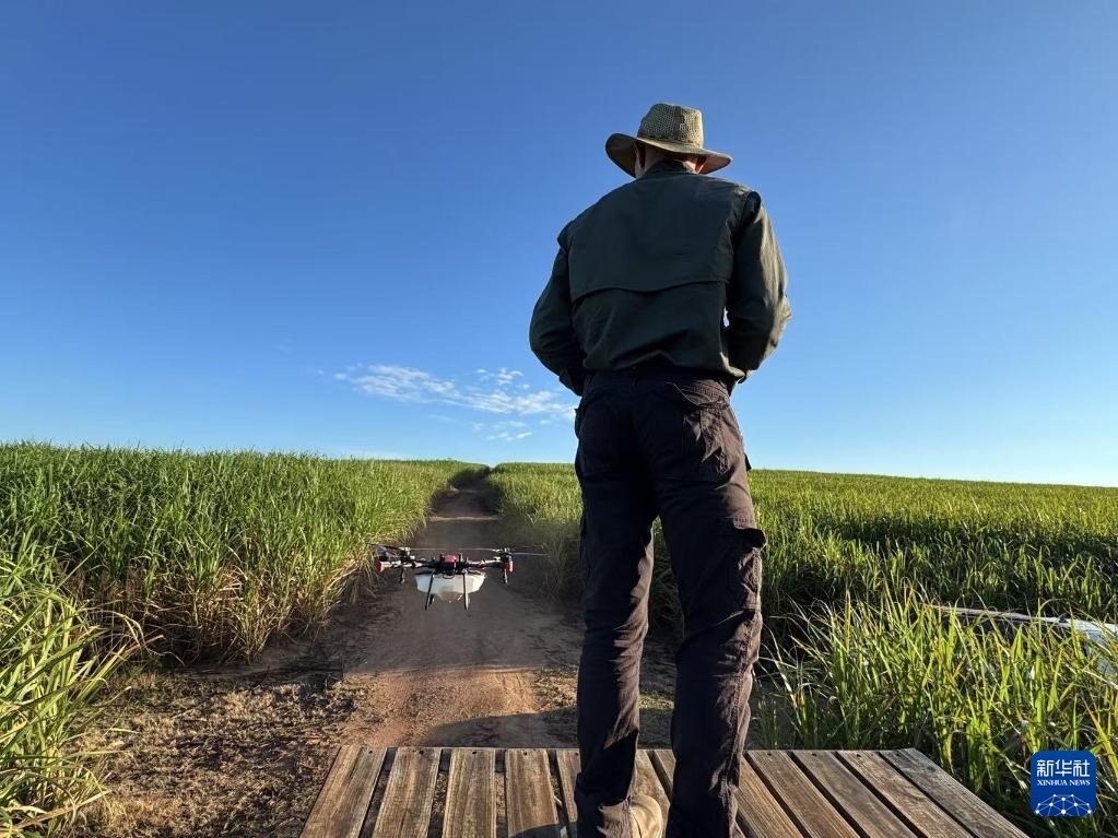 3月25日，在南非夸祖魯-納塔爾省的方廷希爾莊園，飛手操縱無人機為甘蔗林噴灑藥劑。新華社記者 白舸 攝