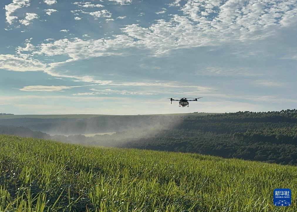 3月25日，在南非夸祖魯-納塔爾省的方廷希爾莊園，中國農用無人機為甘蔗林噴灑殺菌劑。新華社記者 白舸 攝