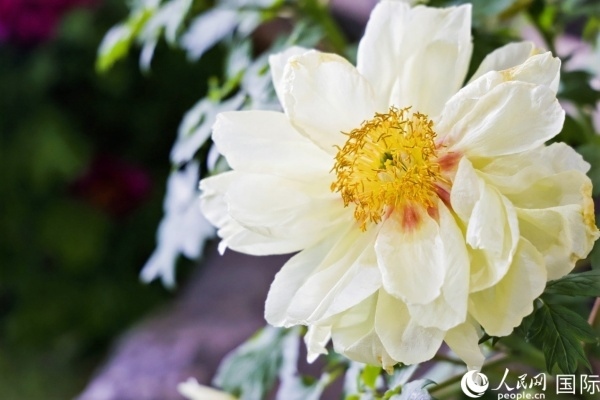 洛陽(yáng)國(guó)家牡丹園牡丹盛開。 人民網(wǎng)記者 魯揚(yáng)攝