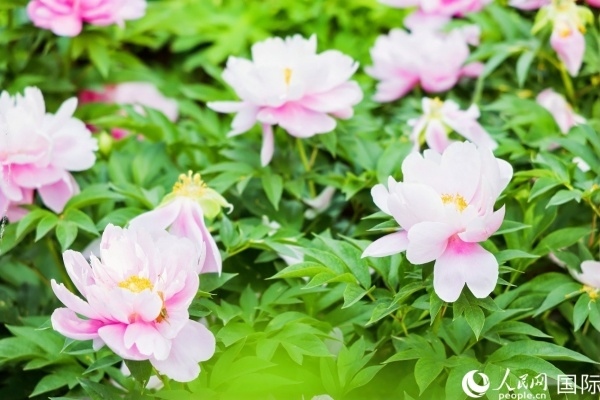 洛陽(yáng)國(guó)家牡丹園牡丹盛開。 人民網(wǎng)記者 魯揚(yáng)攝