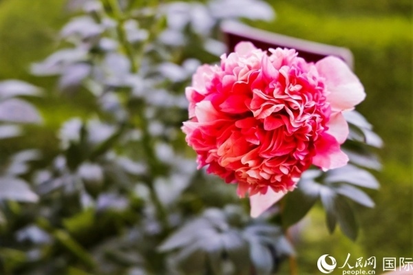 洛陽(yáng)國(guó)家牡丹園牡丹盛開。 人民網(wǎng)記者 魯揚(yáng)攝