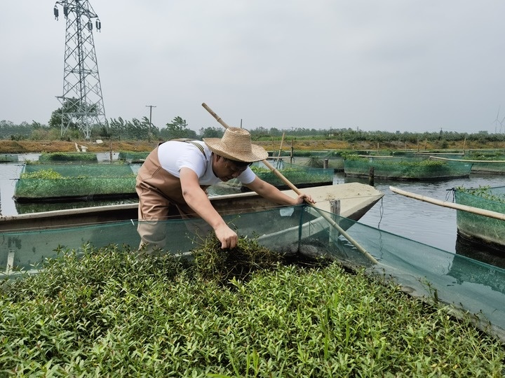 陳樹在湖北省仙桃市剅河鎮(zhèn)余腦村黃鱔繁育基地觀察黃鱔長勢。新華社記者宋立崑 攝